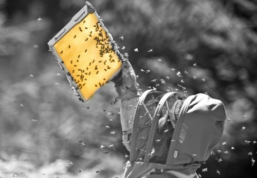 Schwarzwald-Spezialitäten aus unserer Brennerei